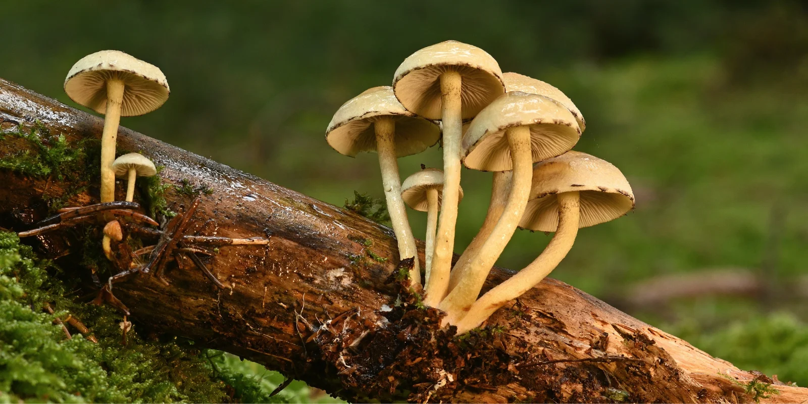 Imagen del slider 1 para móvil