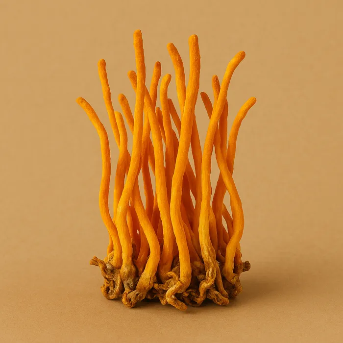 Cordyceps Militaris – Triple Extracto Ultrasónico